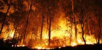 20 Hektare Lahan Terbakar di Kampar Disegel Polisi